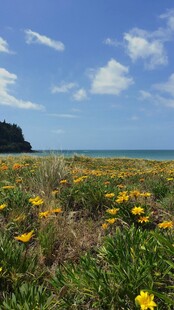 海边野菊花