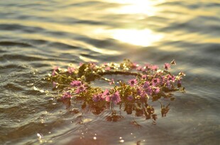 水中菊花
