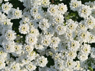 白色绣球花