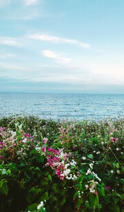 海边太阳花