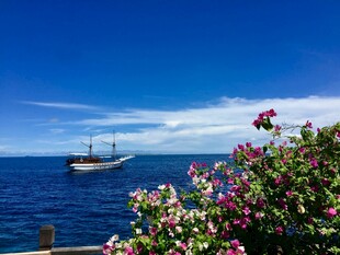 海边杜鹃花