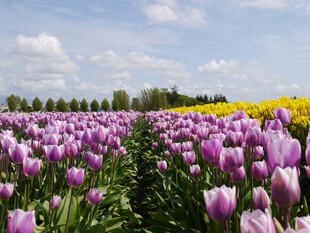 紫色郁金香花海美景