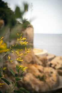 海边绽放的迎春花