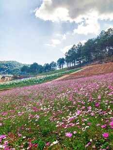 浪漫花海野菊花