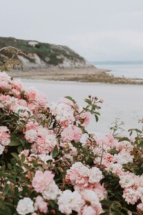 海边芍药