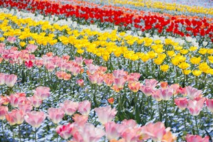 五彩斑斓的郁金香花海