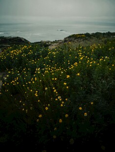 海边黄花菊花