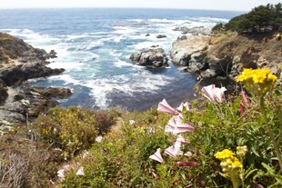 山间杜鹃花