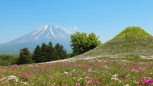 山下烂漫野菊花