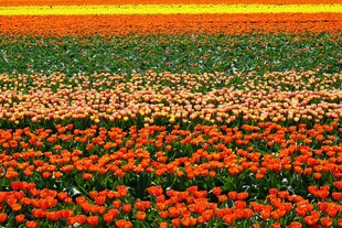郁金香花海