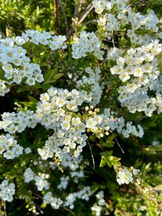 白色绣球花