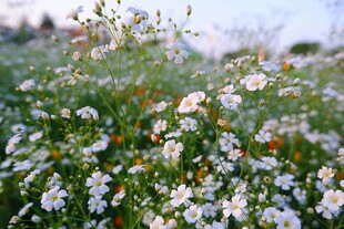 春日烂漫太阳花