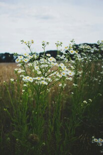 一株白色菊花