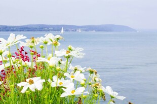 海边菊花丛