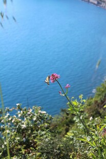 紫色串串花