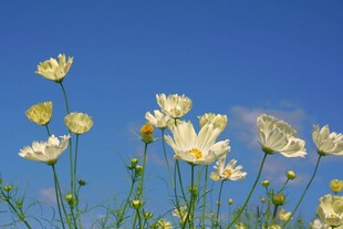 蓝天映衬下的清新雏菊