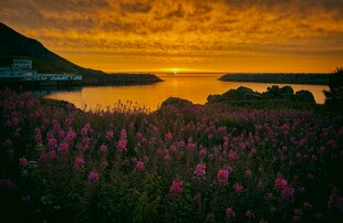 湖边绣球花