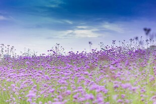 紫罗兰花海