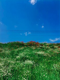 野菊花花海