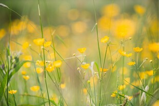 春日黄花太阳花