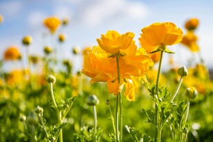 春日田野中的灿烂太阳花