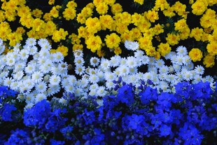 多彩菊花