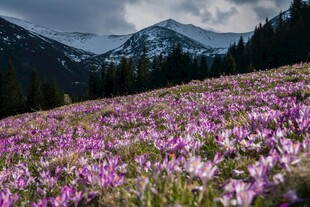 山间烂漫太阳花