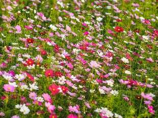 缤纷菊花