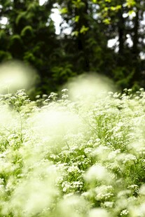 春日满天星花海