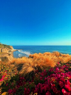 海边杜鹃花