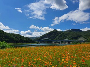 多彩菊花花海
