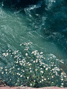 海面漂浮的菊花