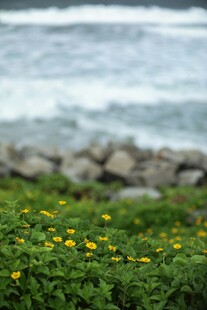 黄色小菊花