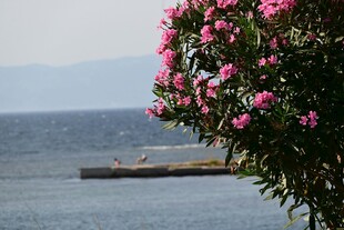 海边杜鹃花