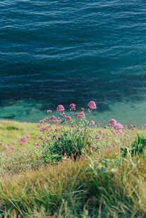 一株蒲公英花