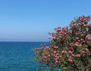 美丽杜鹃花