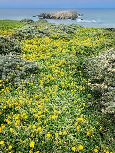 黄色野菊花