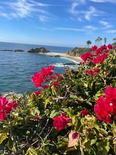 海边杜鹃花