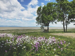 绣球花和草地