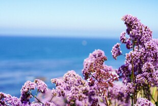 紫色绣球花