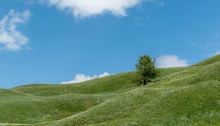 草原孤树风景图