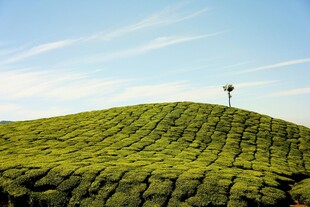 茶山风光 一人独赏