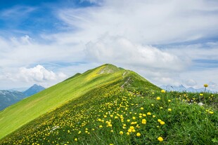 青山花海间的美丽景致