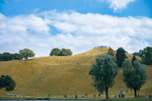 金黄山坡上的悠然景致