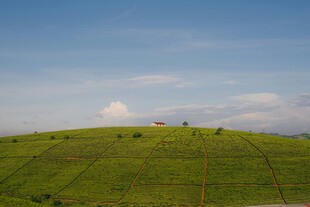 绿色山丘上的开阔风景