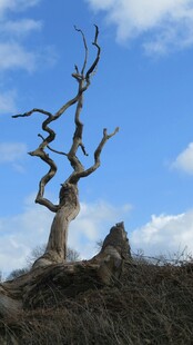 枯树立于旷野