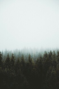 雾中森林景观