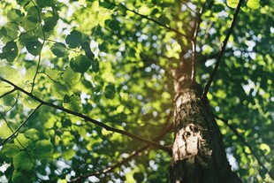 阳光透过树叶洒在树干上
