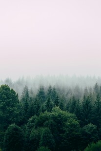 雾中森林景观