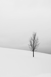 雪野中的孤独枯树